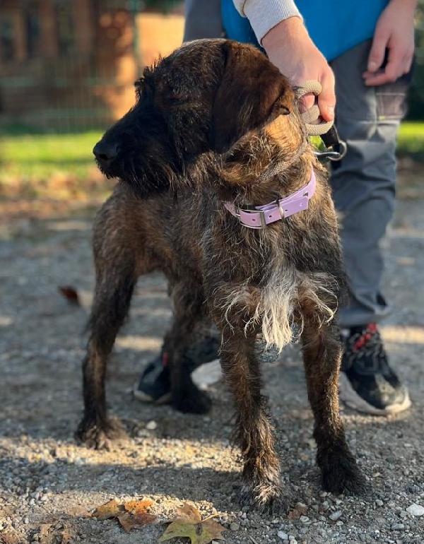 BISCOTTO SEGUGETTO Foto 3